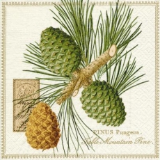 Kiefer, Zapfen & Geschriebenes - Pine, cones & writing - Pin, cônes et écriture
