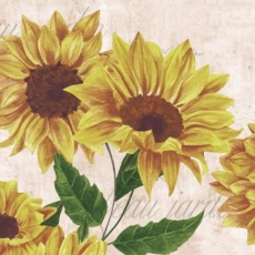 Sonnenblumen - sunflowers - tournesol