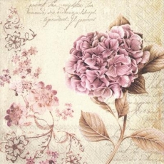 wunderschöne Hortensie - beautiful hydrangea - belle hortensia