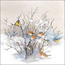 Rotkehlchen & Meisen sitzen im Baum  an einen schönen Wintertag - Robins & tits are sitting in the tree on a beautiful winter day - Robins et mésanges sont assis dans l arbre par une belle journée d h