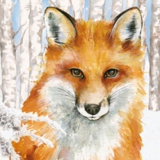 Fuchs im verschneiten Birkenwald - Fox in snowy birch forest - Renard dans la forêt de bouleaux enneigés