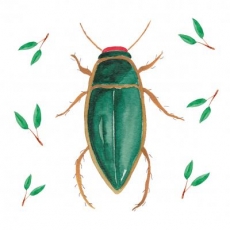 Käfer - Beetle - coléoptère