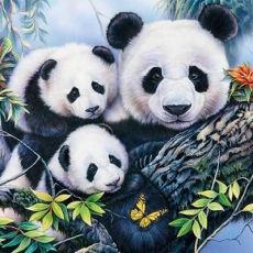 Panda Familie - Panda family - Famille panda