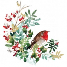 Rotkehlchen auf Winterzweigen - Robins on winter branches - Robins sur les branches d hiver