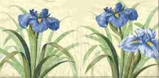 Wunderschöne Iris - Beautiful Iris - Beau Iris