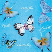 Schmetterling - Papillion - Butterfly