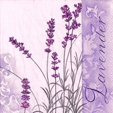 Zarter Lavender