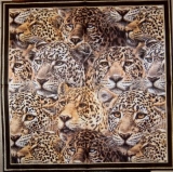 Leoparden - leopards - panthères