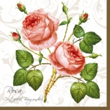 Rose - Rose - Rosa II