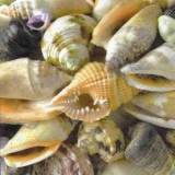 Muscheln - Sea shells