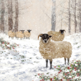 5 Schafe vor einem Schneebedekten Wald