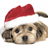 Süsser Hund mit Weihnachtsmütze