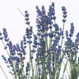 Scent of lavender