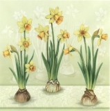 Hübsches Narzissentrio mit 10 Blüten  - Pretty narcissus trio with 10 flowers - Jolie trio de narcisses avec 10 fleurs