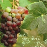 Rote Trauben - Red Grapes
