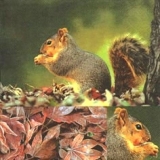Süßes Eichhörnchen - Squirrel