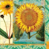 Sonnenblumen - Helianthus