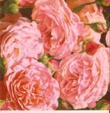 Wunderschöne, volle Rosenblüten - Beautiful, full rose petals - Fleurs de roses merveilleuses, pleines