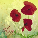 Mohnblumen - Poppy bloom