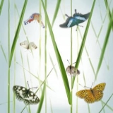 Schmetterlinge im Gras- Butterflies
