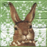 Hase mit Weidenkätzchengrün- Jack the rabbit