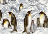 Pinguine im Eis - Penguin in the ice