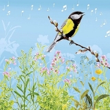 Vogel auf Weidenkätzchen - Singvogel - Song bird - Oiseau sur saule