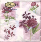 Blumen lilarosé - Flowers purple-rosé