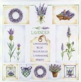 Lavendel - Lavenders - Lavende
