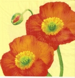 Wunderschöne Mohnblumen - Beautiful Poppies