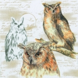Verschiedene Eulenarten - different Owls - différents hiboux