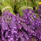 Schöne Lavendelsträusse - Lavender