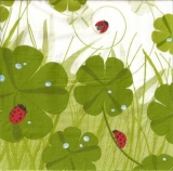 Marienkäfer im Gras - Ladybirds on clover - Coccinelle dans lherbe