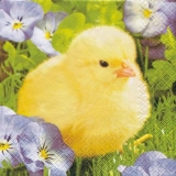 Flauschiges Küken auf Veilchenwiese - Fluffy Chick