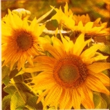 Sonnenblumenfeld - Sunflower field - Champ de tournesol