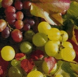 Weintrauben - Grapes- Raisin