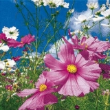 Blumen im Sonnenschein - Flowers in the sun - Fleurs dans le soleil