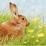 Hase imhohen Gras - Rabbit on a meadow - Lapin sur une prairie