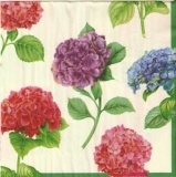 Hotensien in 3 Farben - Hydrangea in 3 colours - Hortensia en 3 couleurs