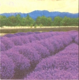 Lavendelfeld  - Lavender field - Champs de lavande