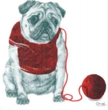 Bulldogge im Pullover, Mops - Bulldog with Sweater, Pug- Bulldog avec chandail, carlin