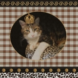 Königskatze - Kind Cat - Chat de roi