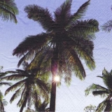 Sonne hinter Palmen - Sun behind Palm trees - Soleil derrière les palmiers