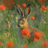Hase im Mohnfeld - Rabbit in a poppy field - Lapin dans le champ de coquelicots