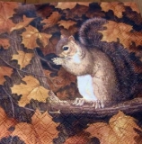 Eichhörnchen im Herbst - Squirrel in autumn - Écureuil en automne