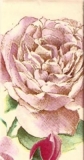 Tea Rose - Thé rose