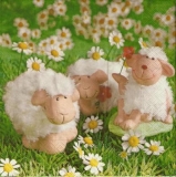 3 kleine Schafe - 3 little sheep - 3 petits moutons