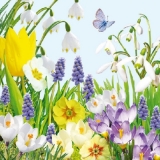Blumenwiese & Schmetterling - Flower Meadow & Butterfly - Pré de fleur & papillon