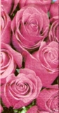 Rosenzauber - Roses