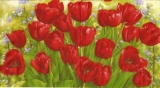 Tulpen & Vergissmeinnicht - Tulips & forget-me-nots - Tulipes et myosotis